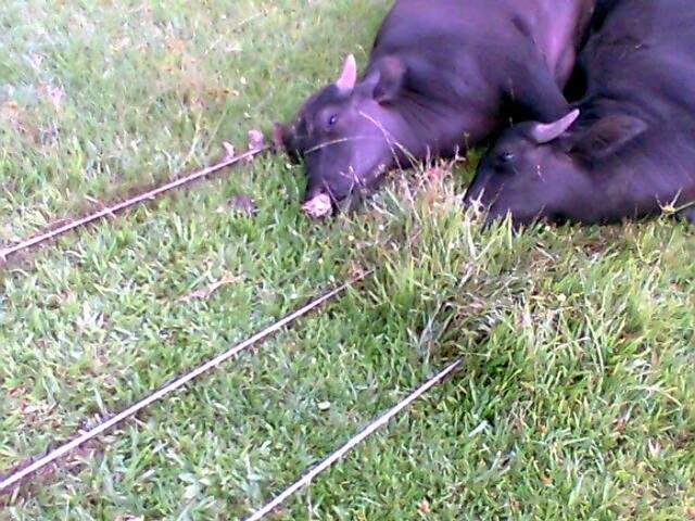 Poste cai e mata b&uacute;falos eletrocutados em Taquara