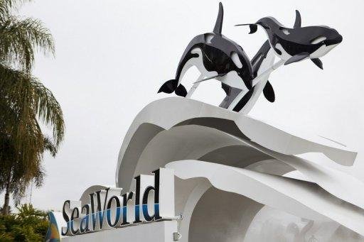 Shows com orcas voltam ao Seaworld no fim de semana
