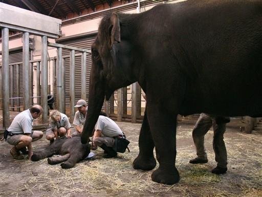 Beb&ecirc; elefante dado como morto pelos veterin&aacute;rios nasceu vivo 