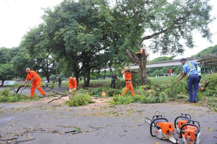 Bombeiros utilizaram motosserras para retirar a &aacute;rvore