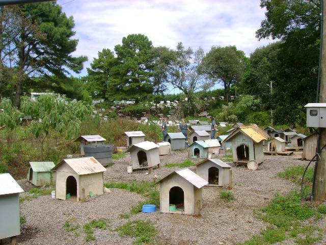Soama abriga cerca de 1,8 mil c&atilde;es e gatos