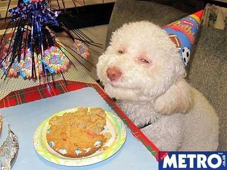 Cachorro sorri em foto de anivers&aacute;rio
