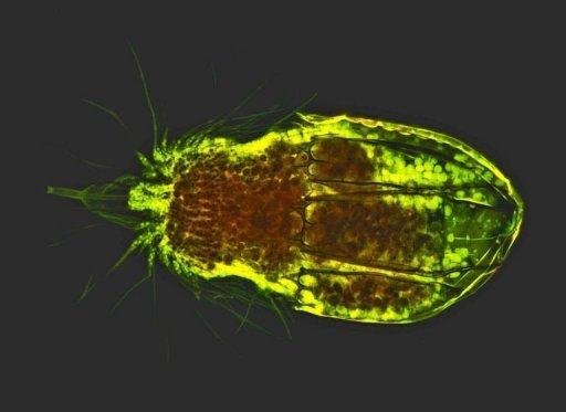 Cientistas revelam a riqueza do universo microbiano marinho