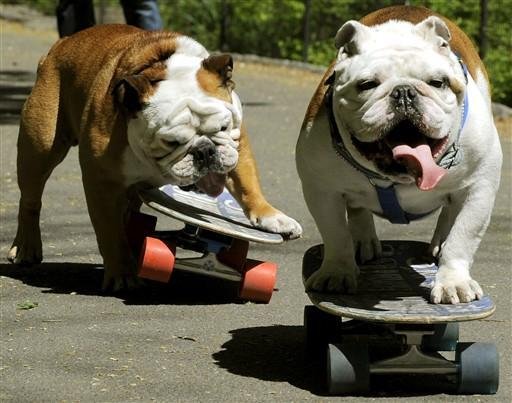 Cachorro pratica skate em Nova York 