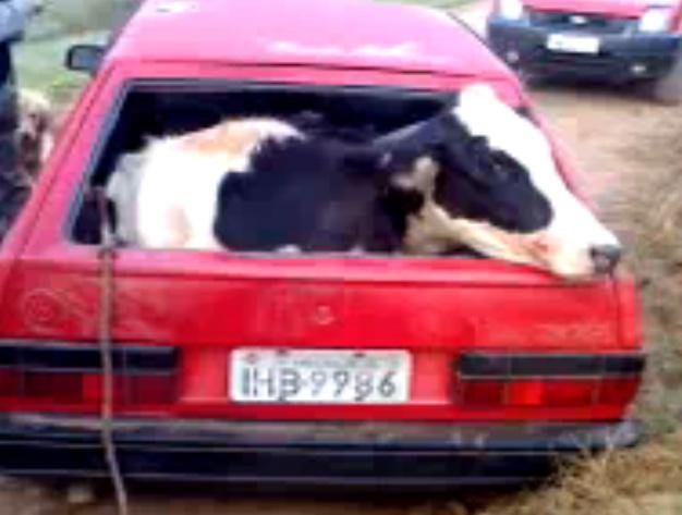 Dono de vacas furtadas recolhe animais em Viam&atilde;o