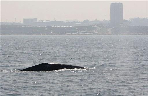 Baleia perdida no Mediterr&acirc;neo espanta cientistas
