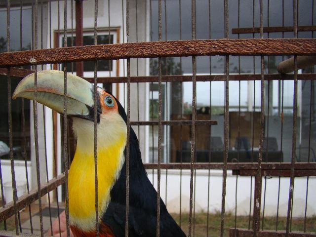Pol&iacute;cia ambiental apreende tucano-do-bico-verde em Alvorada
