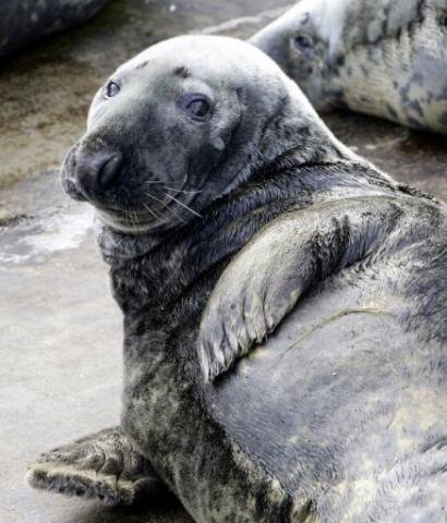 Canad&aacute; estuda matar 220 mil focas cinzentas para proteger bacalhau