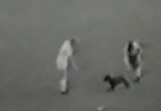 Mas pelo drible em Garrincha, o cachorro &eacute; o top 1 dos bichos