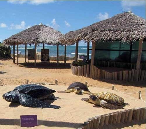 Projeto protege as tartarugas marinhas na costa brasileira 
