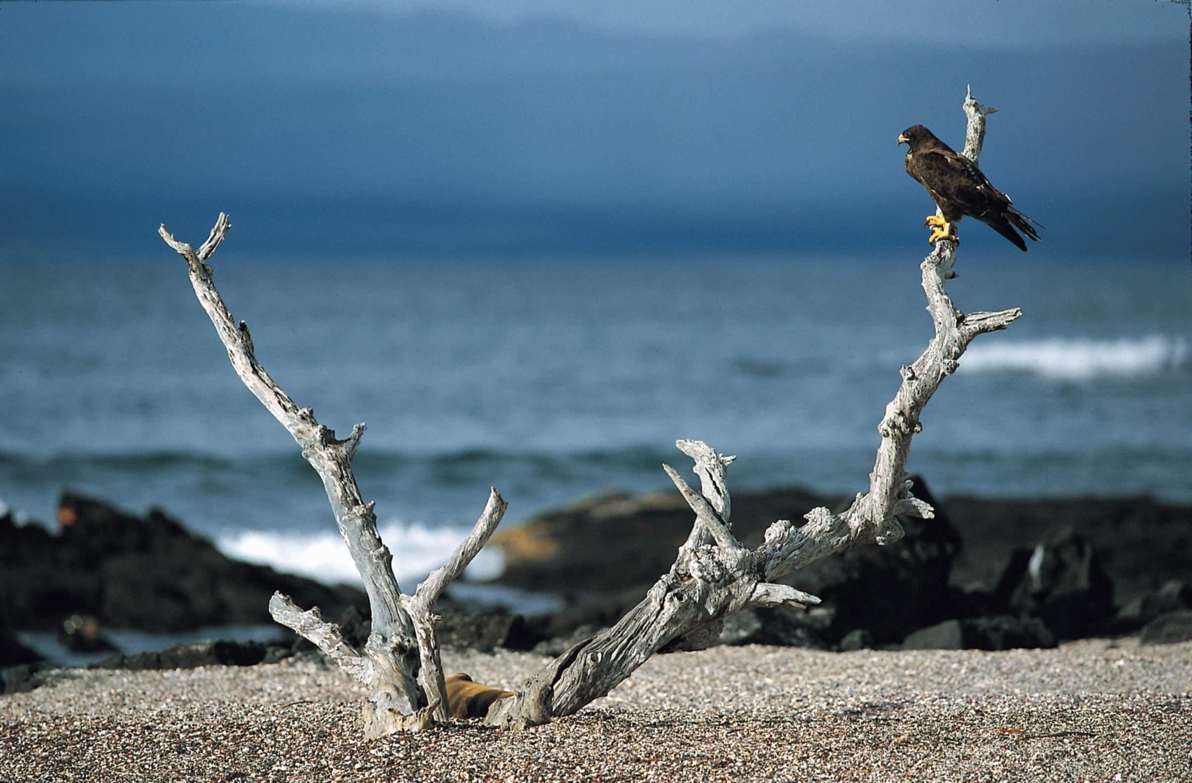 Somente 3% da &aacute;rea de Gal&aacute;pagos &eacute; destinada &agrave; livre circula&ccedil;&atilde;o de turistas