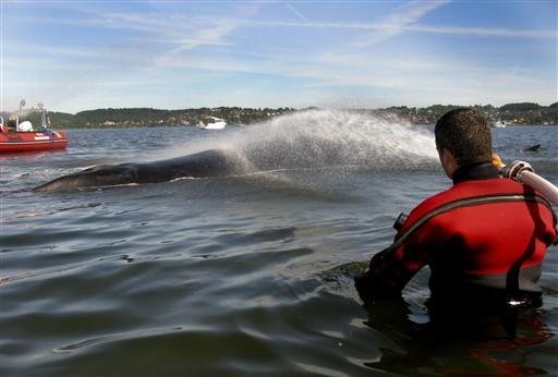 Baleia agonizante se recupera e consegue voltar ao mar, na Dinamarca