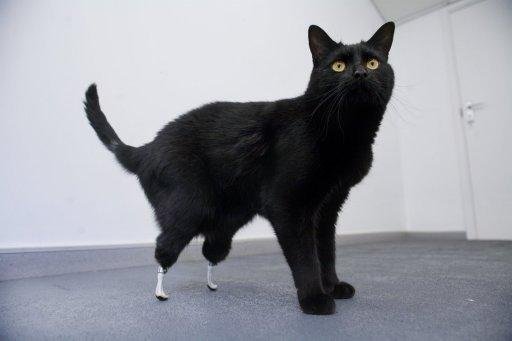 Gato recebe patas bi&ocirc;nicas na Gr&atilde;-Bretanha