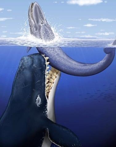 Cientistas descobrem f&oacute;ssil de baleia com dentes colossais