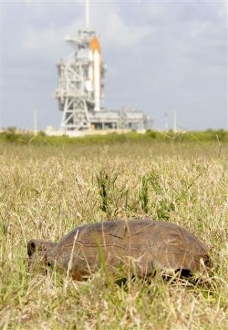 Tartarugas ser&atilde;o removidas para regi&atilde;o de Cabo Ca&ntilde;averal