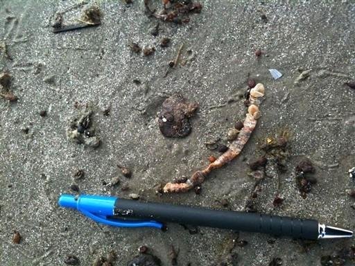 Bolas de alcatr&atilde;o chegam &agrave;s praias do Texas