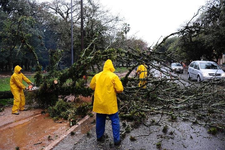 Agentes da EPTC trabalham para remover &aacute;rvore que caiu em meio a pista em Porto Alegre