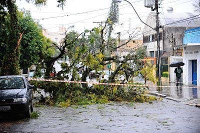 Galhos de &aacute;rvores ca&iacute;ram sobre a rede de energia em v&aacute;rios pontos no Estado 