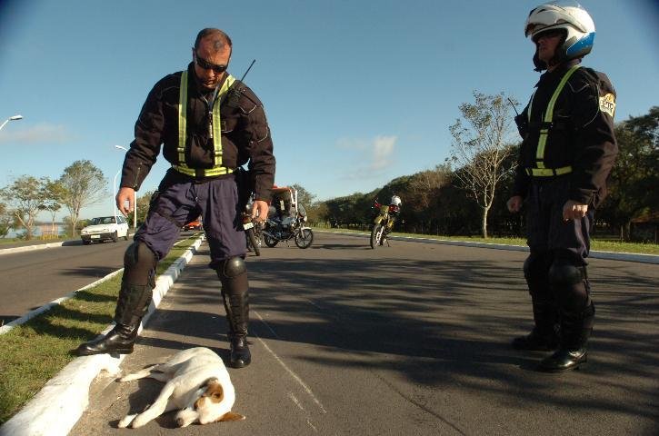 Motociclista fica ferido ap&oacute;s atropelar c&atilde;o em Porto Alegre