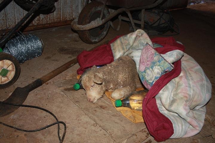 Ovelhas sobreviventes est&atilde;o sendo tratadas por veterin&aacute;rio