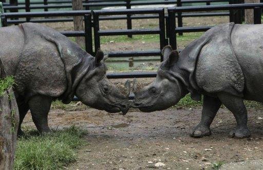 Zool&oacute;gico do Nepal inaugura su&iacute;te de lua de mel para rinocerontes