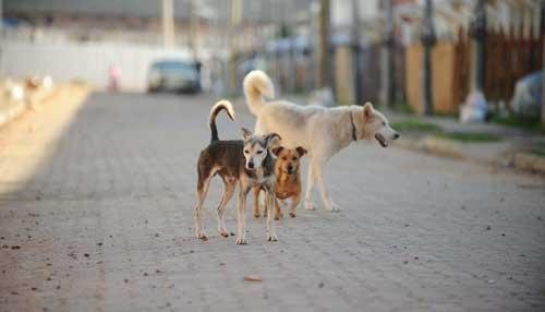 Nova lei que prev&ecirc; chip em c&atilde;es n&atilde;o avan&ccedil;a no Rio Grande do Sul