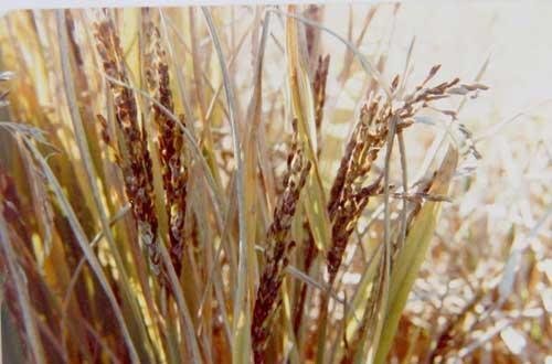 Mudan&ccedil;a clim&aacute;tica exige preparo no campo. Frio contribui para amarelamento do arroz