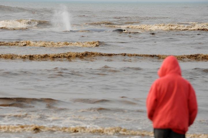 O animal estava preso em um banco de areia h&aacute; quatro dias, entre Cap&atilde;o Novo e Arroio Teixeira, no Litoral Norte ga&uacute;cho