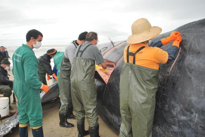 Equipes coletam &oacute;rg&atilde;os de baleia morta no litoral