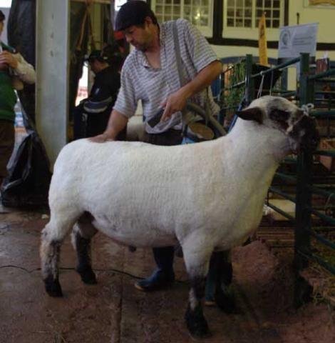 Criadores preparam seus animais para a grande exposi&ccedil;&atilde;o no parque Assis Brasil