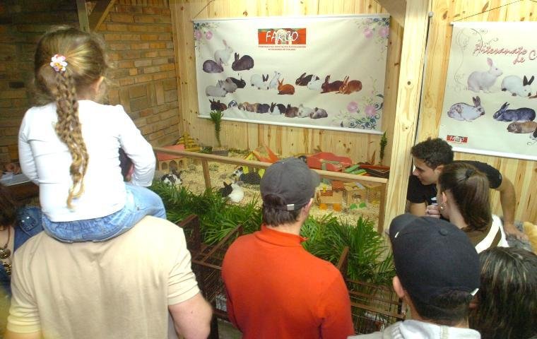 Coelhos chamam a aten&ccedil;&atilde;o do p&uacute;blico infantil na Expointer