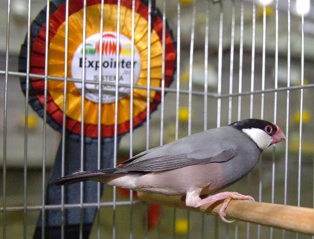 Grandes campe&otilde;es dos p&aacute;ssaros foram conhecidos neste s&aacute;bado