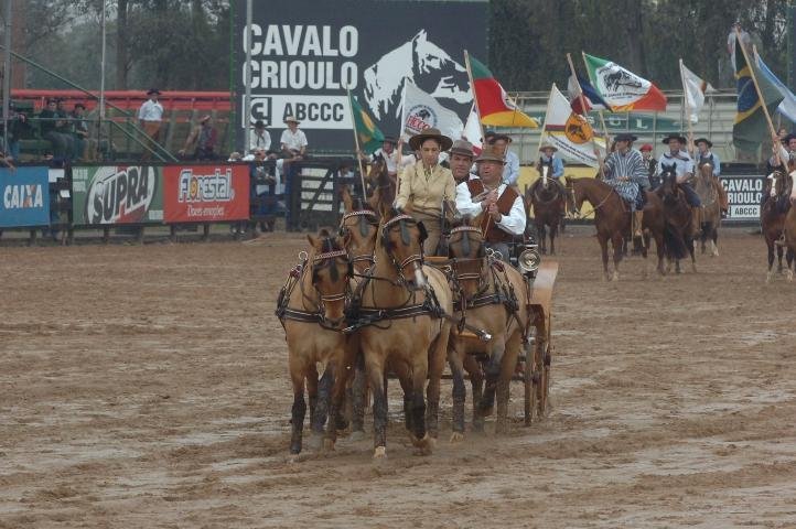 Pela primeira vez, uma quadra de cavalos Crioulos gateados se apresentou em solo brasileiro