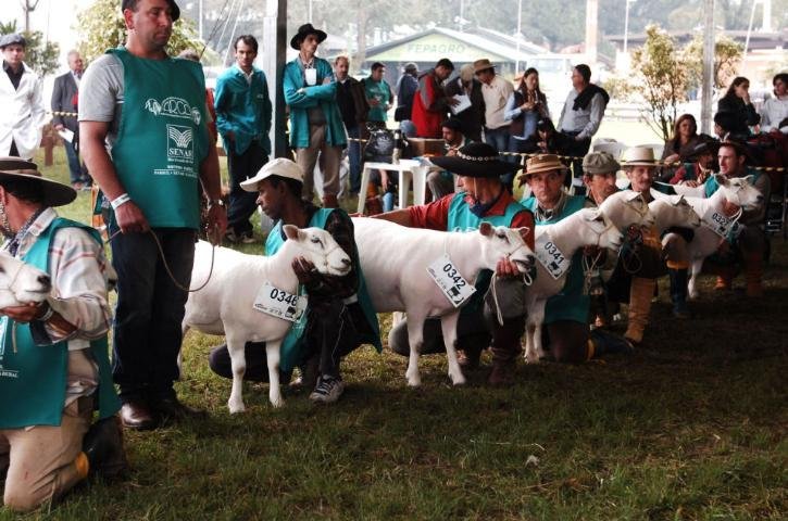 Campe&otilde;es de categoria Texel foram conhecidas neste domingo