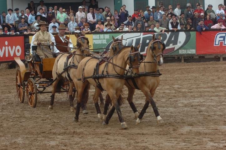 O garanh&atilde;o Pampa de S&atilde;o Pedro e a &eacute;gua Alcalina 441 Maufer faturaram o pr&ecirc;mio