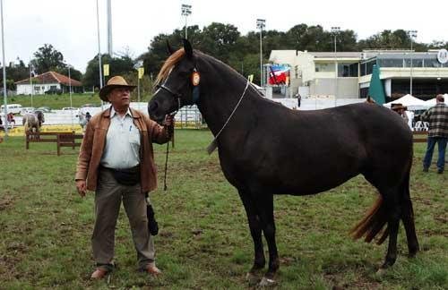 Haras Lindo Pago &eacute; l&iacute;der em f&ecirc;meas e machos da ra&ccedil;a Morgan 