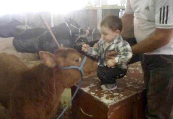 Beb&ecirc; circula na Expointer com a desenvoltura de um criador