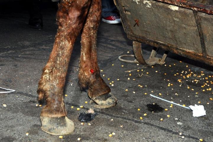 O animal estava carregando uma carga acima do peso permitido e sofria maus tratos