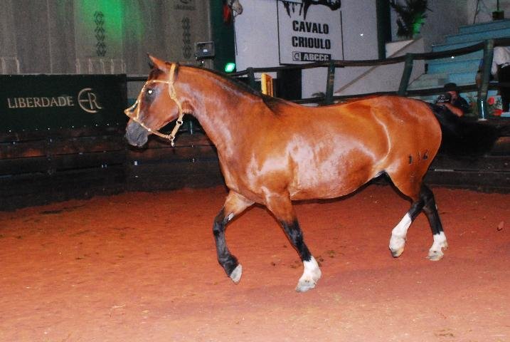 Venda de animais na Expointer bate recorde em quatro dias da feira