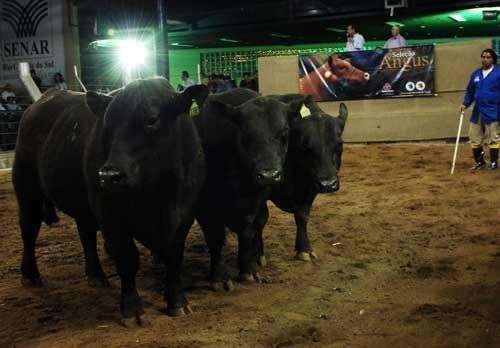 Venda de animais supera R$ 9 milh&otilde;es e bate recorde 