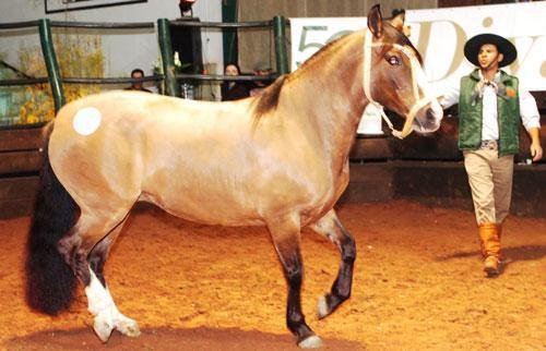 &Eacute;gua &eacute; vendida por pre&ccedil;o recorde na Expointer