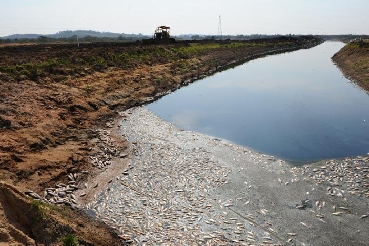 Centenas de peixes foram encontrados mortos em Canoas na semana passada