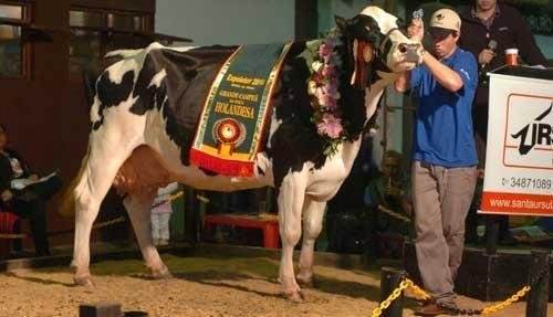 Granja Tang &eacute; bicampe&atilde; de morfologia na Holand&ecirc;s 