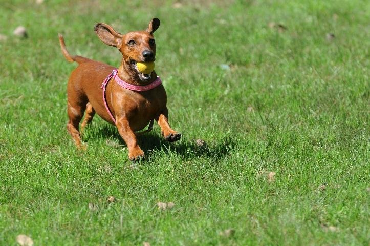 Donos levaram os pets para passear na Reden&ccedil;&atilde;o