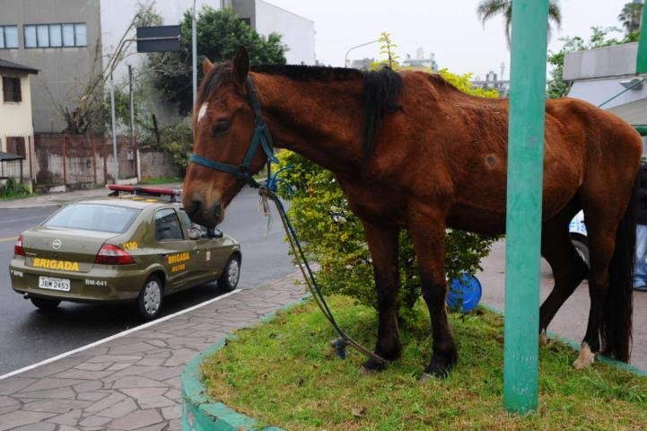 Meninos fogem de casa a cavalo pelas ruas da Capital