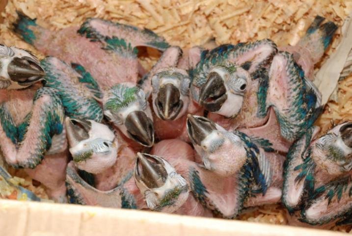 Aves apreendidas em Uruguaiana v&atilde;o para criadouro na regi&atilde;o Central do Estado