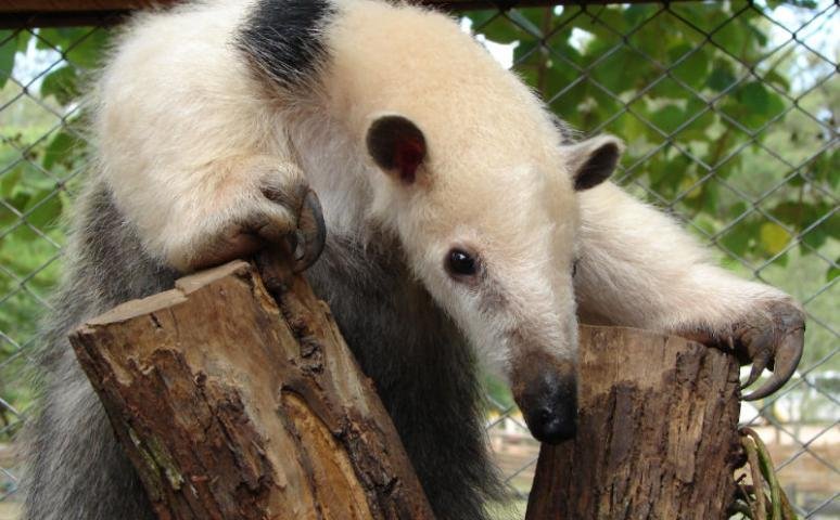 Tamandu&aacute;-mirim &eacute; o animal do m&ecirc;s no Zool&oacute;gico de Sapucaia