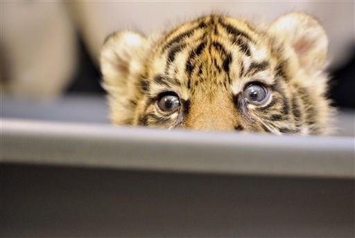 A m&atilde;e, considerada inf&eacute;rtil, deu &agrave; luz a dois filhotes no dia 10 de setembro, mas um deles, macho, morreu logo ap&oacute;s o parto