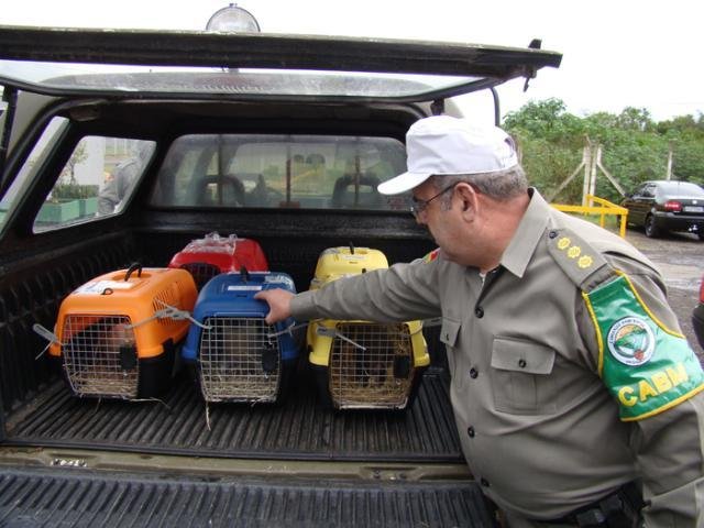 Voo transporta pinguins do Rio de Janeiro para Porto Alegre