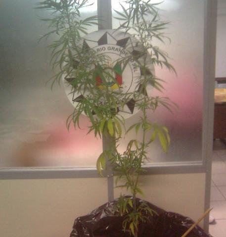 Encontrado p&eacute; de maconha no Parque da Reden&ccedil;&atilde;o 